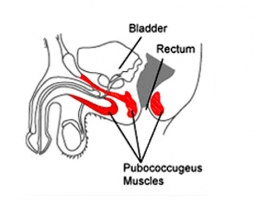 Bài tập Kegel cho Nam giới giúp cuộc yêu thăng hoa